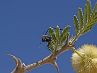 Insect [ 4 images ]